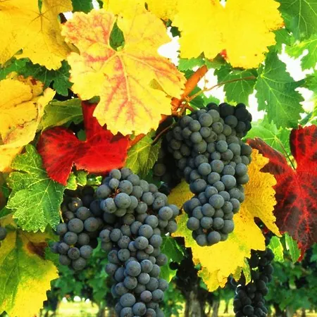 Toskana Mit Schwimmbad Und Sauna * Bad Bergzabern