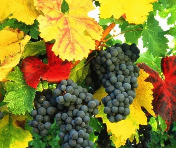 Toskana Mit Schwimmbad Und Sauna * Bad Bergzabern